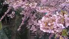 晴明神社の自然