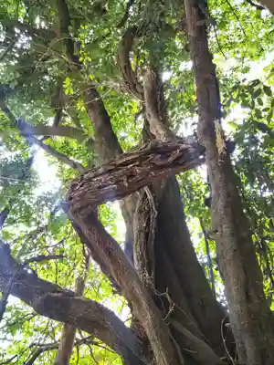 由加神社（和気由加神社）の自然