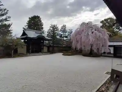 高台寺（高台寿聖禅寺・高臺寺）(京都府)