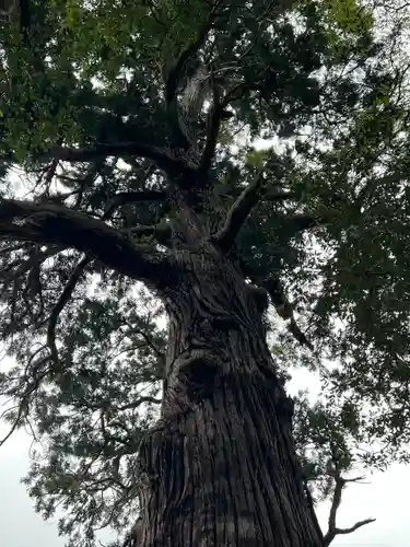 日吉神社(千葉県)