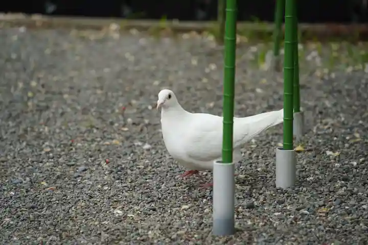 旗上弁財天社の動物