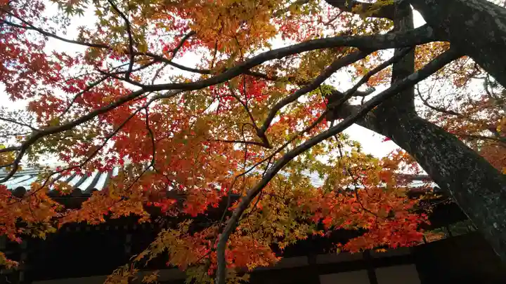 柳谷観音 楊谷寺の自然