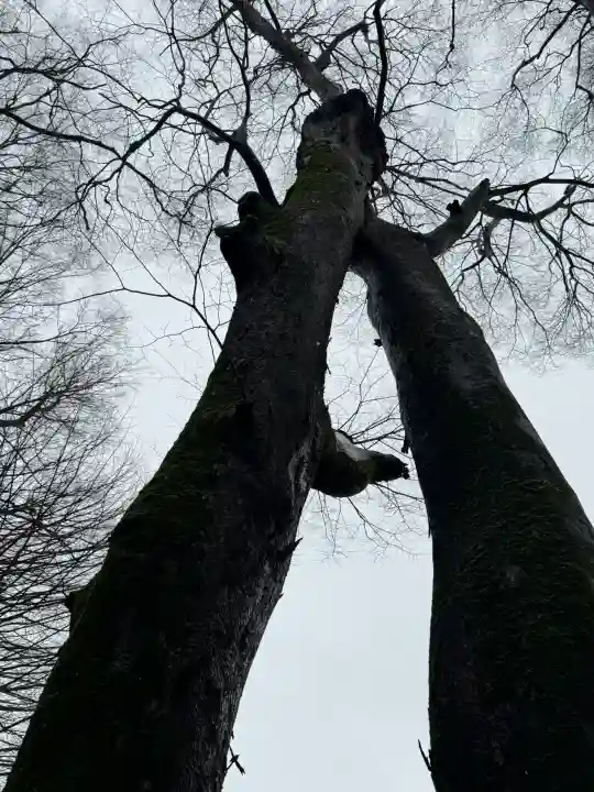 彌榮神社の{uncategorized: "未分類", other: "その他", undefined: "問題あり", building: "その他建物", grave: "お墓", sacred_gate: "鳥居", guardian: "狛犬", statue: "像", buddha: "仏像", history: "歴史", nature: "自然", garden: "庭園", animal: "動物", pagoda: "塔", temizu: "手水舎", mountain_gate: "山門・神門", sanctuary: "本殿・本堂", subordinate: "末社・摂社", art: "芸術", scenery: "景色", jizo: "地蔵", ema: "絵馬", goshuin: "御朱印", omikuji: "おみくじ", items: "授与品その他", amulet: "お守り", goshuincho: "御朱印帳", eats: "食事", festival: "お祭り", votive_dance: "神楽", shichigosan: "七五三参", wedding: "結婚式", experience: "体験その他", initially: "初詣", around: "周辺", anti_infection: "感染症対策"}