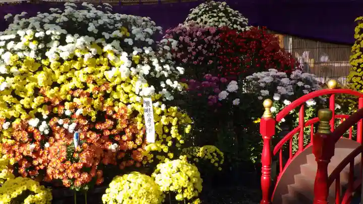 亀戸天神社の庭園