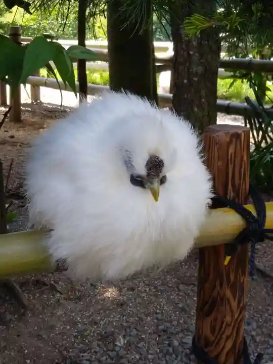 高屋敷稲荷神社(福島県)
