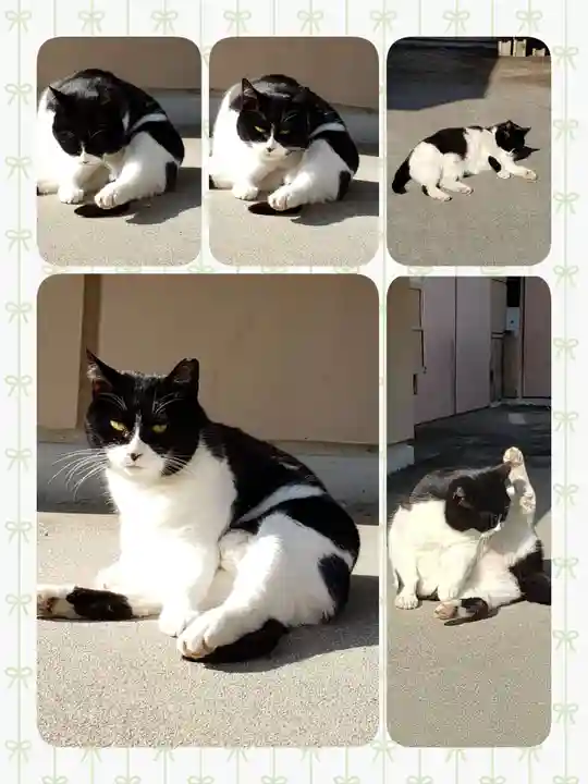 白金氷川神社(東京都)