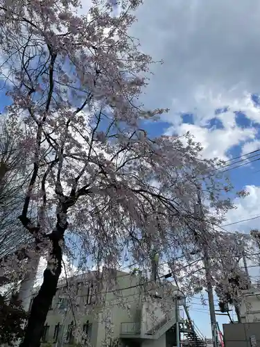 阿佐ヶ谷神明宮の自然