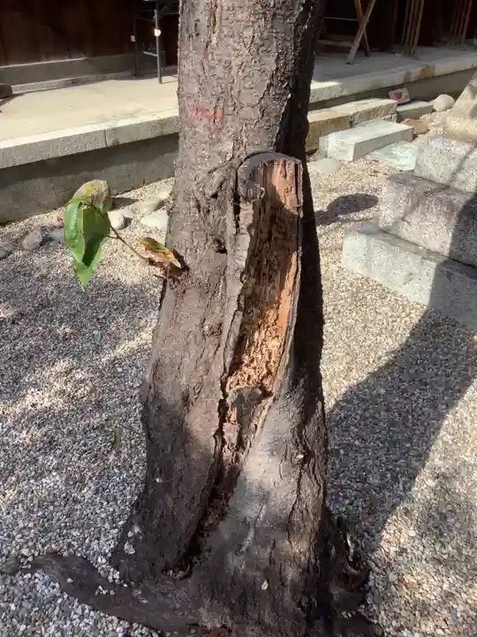 三輪神社の自然