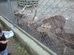 鹿島神宮の動物