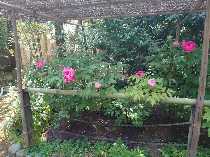 東長谷寺 薬王院の庭園