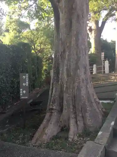 六角橋杉山大神の自然