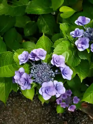 白金氷川神社(東京都)
