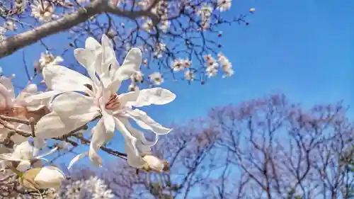 神明社（国府宮神明社）の自然