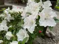 彌彦神社 (伊夜日子神社)の自然