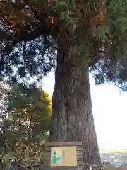 熊野那智神社の自然