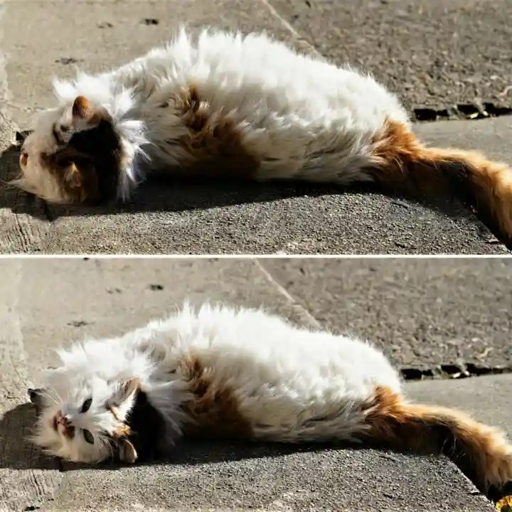 阿邪訶根神社の動物