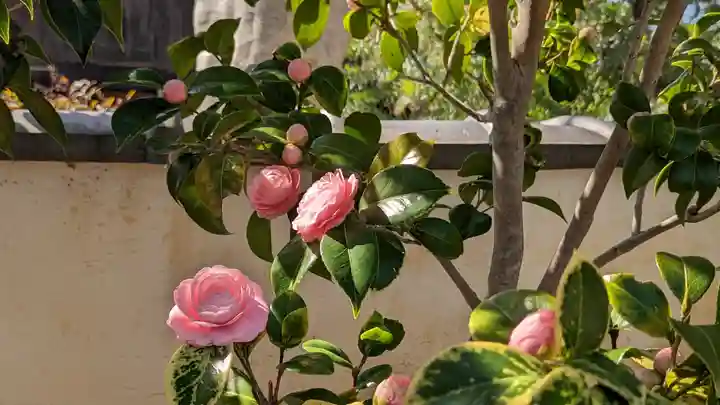大松禅寺(京都府)