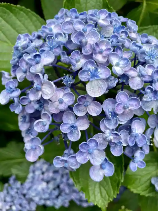 白山神社の自然