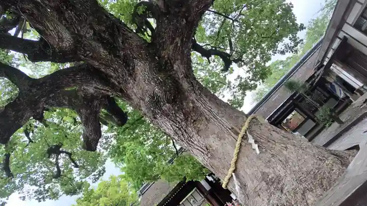 平野神社(京都府)