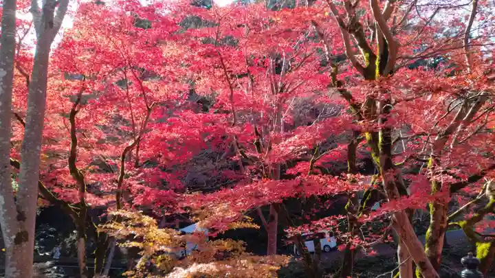 養父神社(兵庫県)