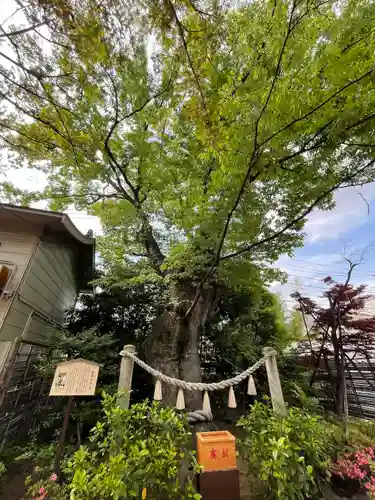 溝口神社(神奈川県)