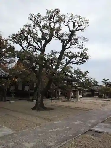 道明寺の庭園