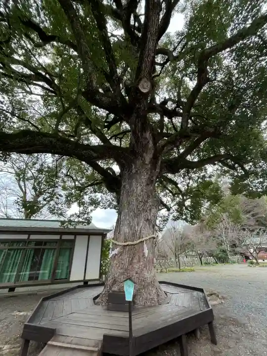 平野神社の{uncategorized: "未分類", other: "その他", undefined: "問題あり", building: "その他建物", grave: "お墓", sacred_gate: "鳥居", guardian: "狛犬", statue: "像", buddha: "仏像", history: "歴史", nature: "自然", garden: "庭園", animal: "動物", pagoda: "塔", temizu: "手水舎", mountain_gate: "山門・神門", sanctuary: "本殿・本堂", subordinate: "末社・摂社", art: "芸術", scenery: "景色", jizo: "地蔵", ema: "絵馬", goshuin: "御朱印", omikuji: "おみくじ", items: "授与品その他", amulet: "お守り", goshuincho: "御朱印帳", eats: "食事", festival: "お祭り", votive_dance: "神楽", shichigosan: "七五三参", wedding: "結婚式", experience: "体験その他", initially: "初詣", around: "周辺", anti_infection: "感染症対策"}