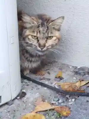 御誕生寺（猫寺）(福井県)
