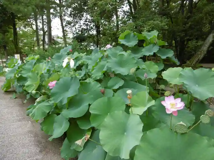 唐招提寺の自然
