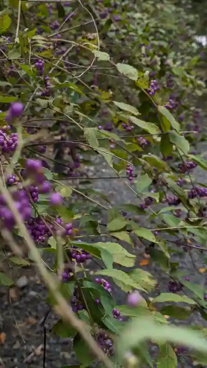 平野神社(京都府)