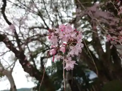 熊野本宮大社(和歌山県)