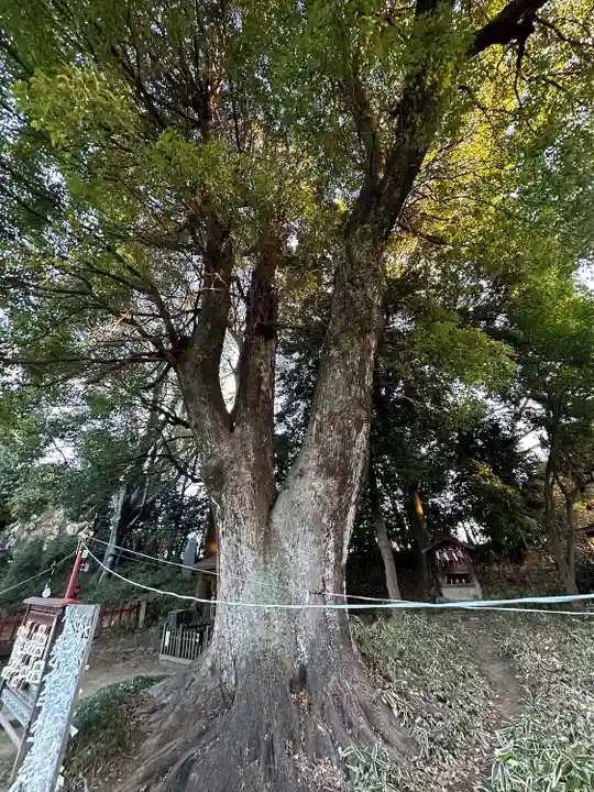 三芳野神社(埼玉県)