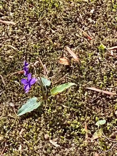 霊鑑寺門跡の自然