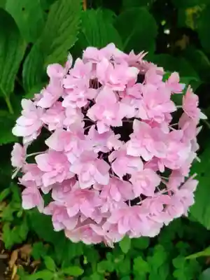 本郷氷川神社(東京都)