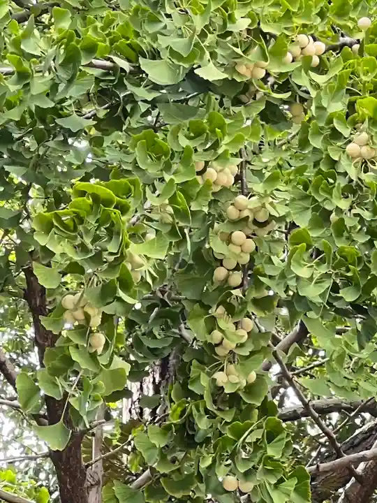峯ヶ岡八幡神社(埼玉県)
