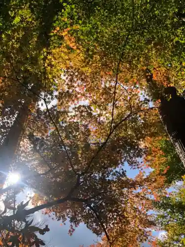 三千院門跡の自然