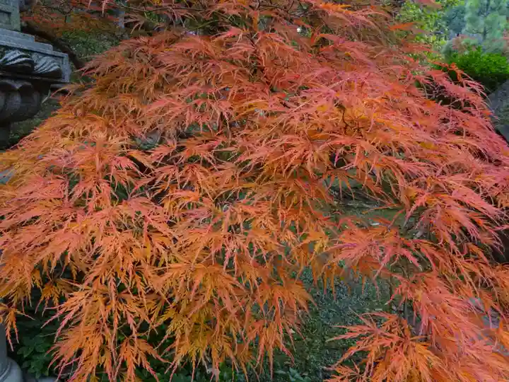 天台宗 長窪山 正覚寺の自然