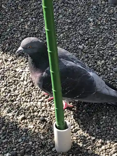 旗上弁財天社の動物