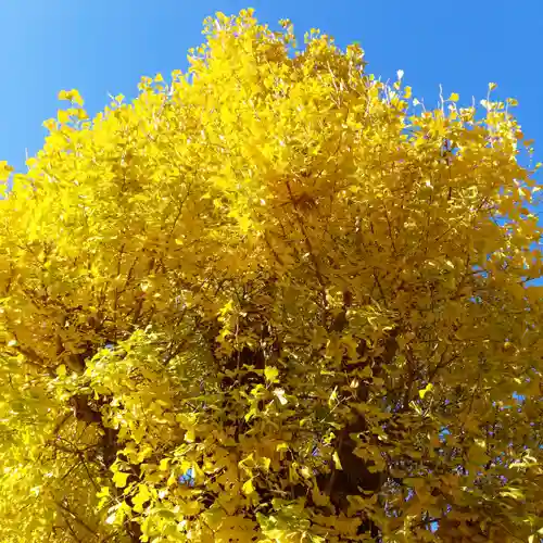北野神社西町天神の自然