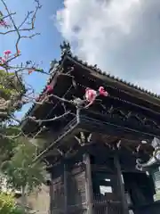 金剛城寺の山門