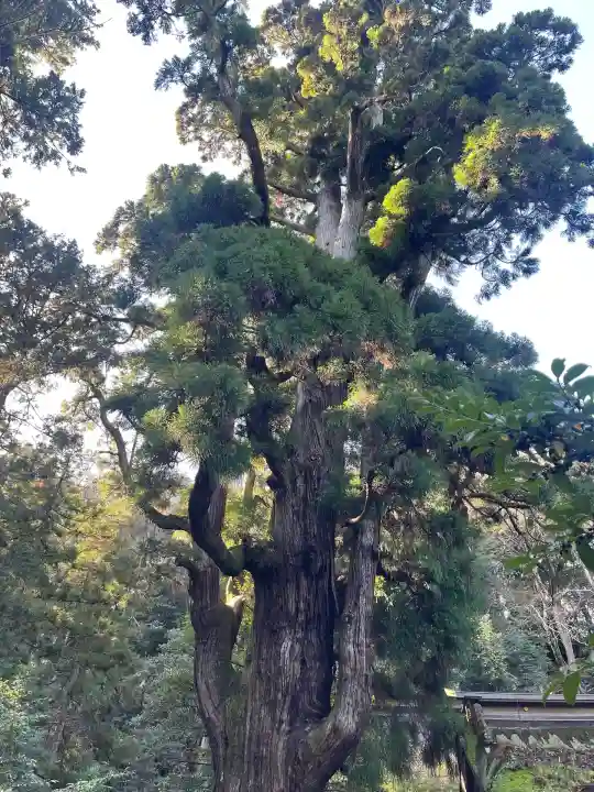 若狭姫神社(若狭彦神社下社)(福井県)