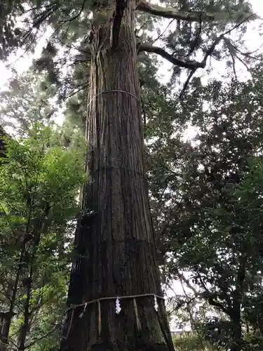 須佐神社の自然