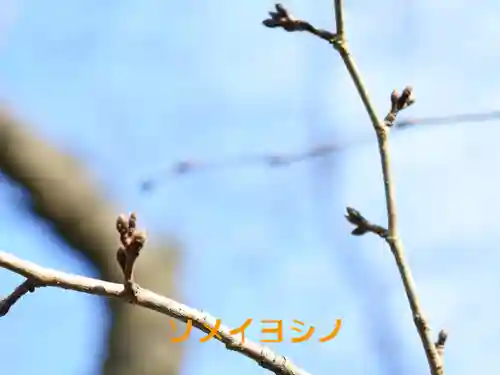 鏡石鹿嶋神社 ＊安産・開運・勝利の神さま＊(福島県)