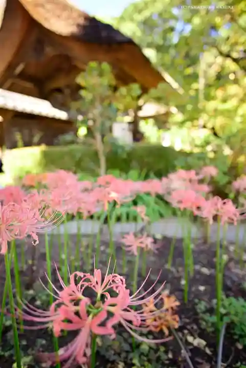 横浜 西方寺の自然