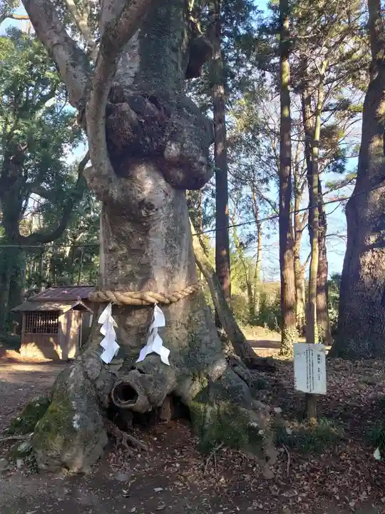 中村八幡宮の自然