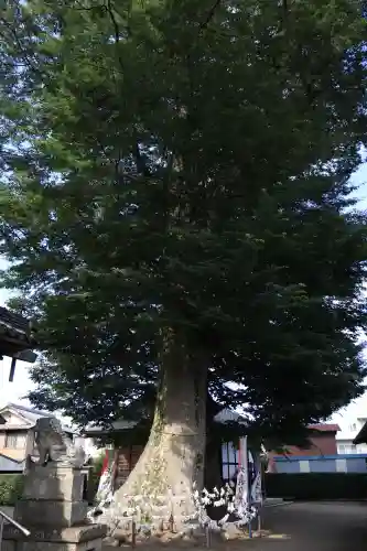 八枝神社(埼玉県)