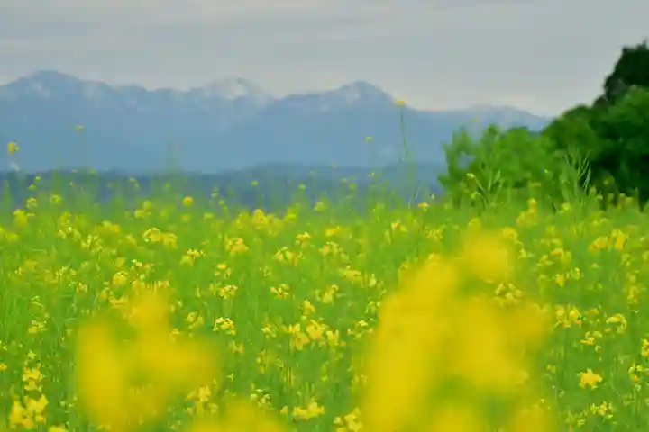 沢山神社(澤山神社)(新潟県)