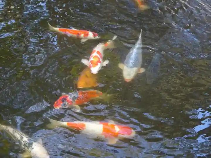 平塚八幡宮の動物