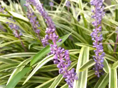 福井神社(福井県)