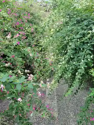 勝念寺(かましきさん)の自然